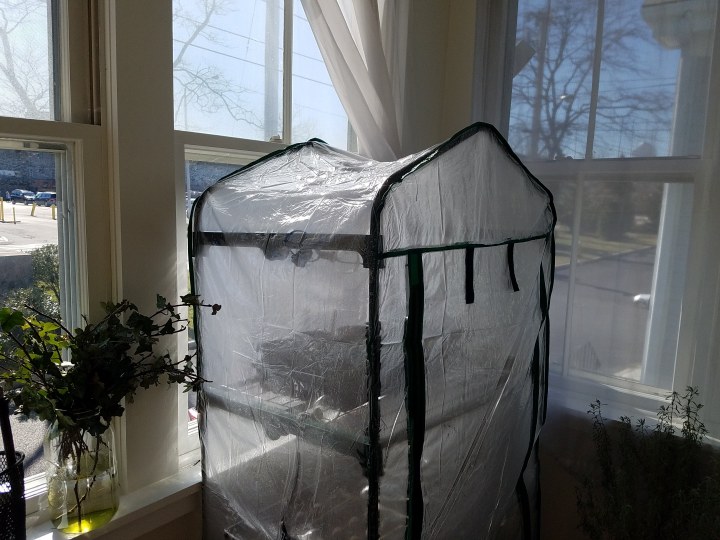 Why a $21 greenhouse is the best purchase I made this&nbsp;winter